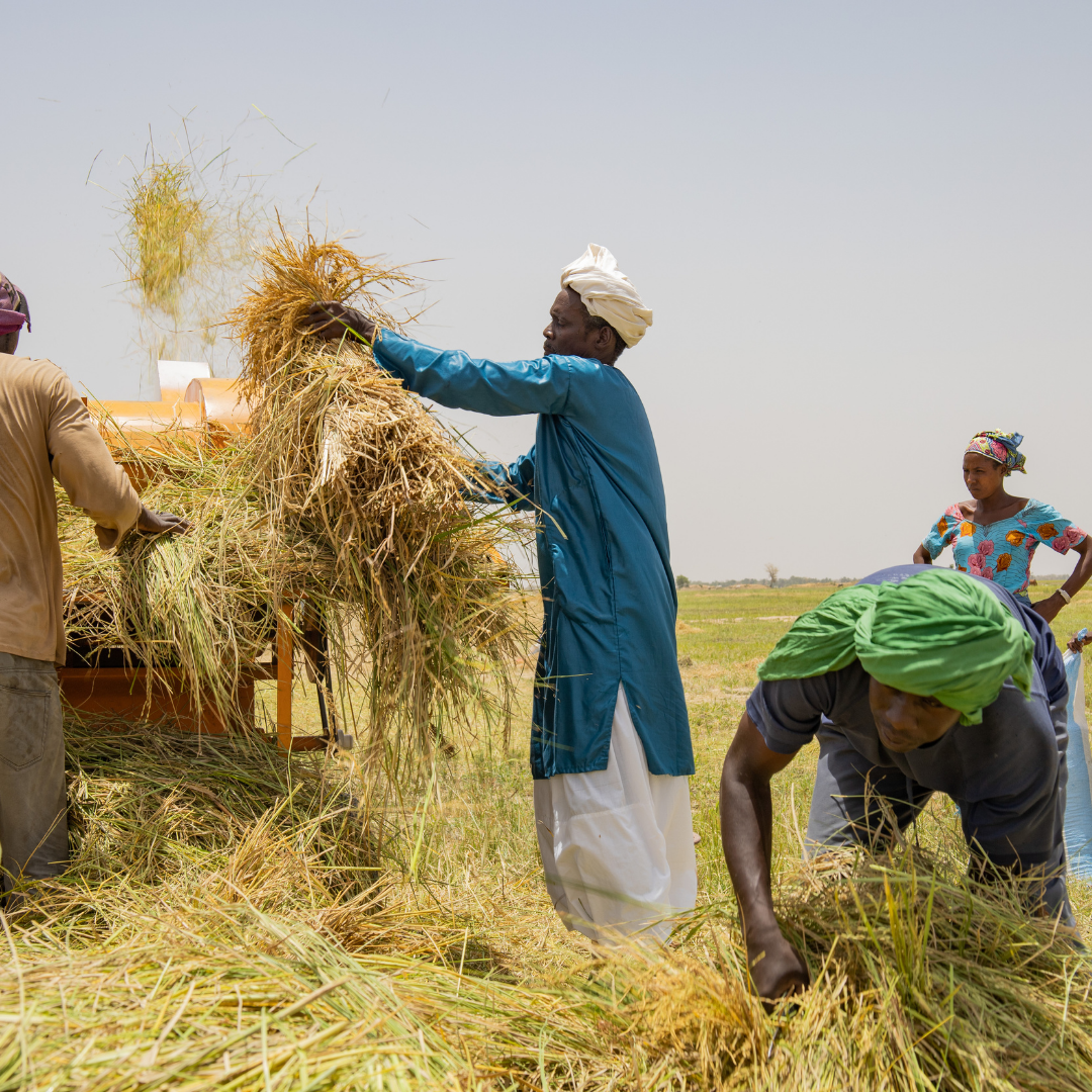 Des agriculteurs et agricultrices récoltent et battent des céréales dans un champ en Afrique.